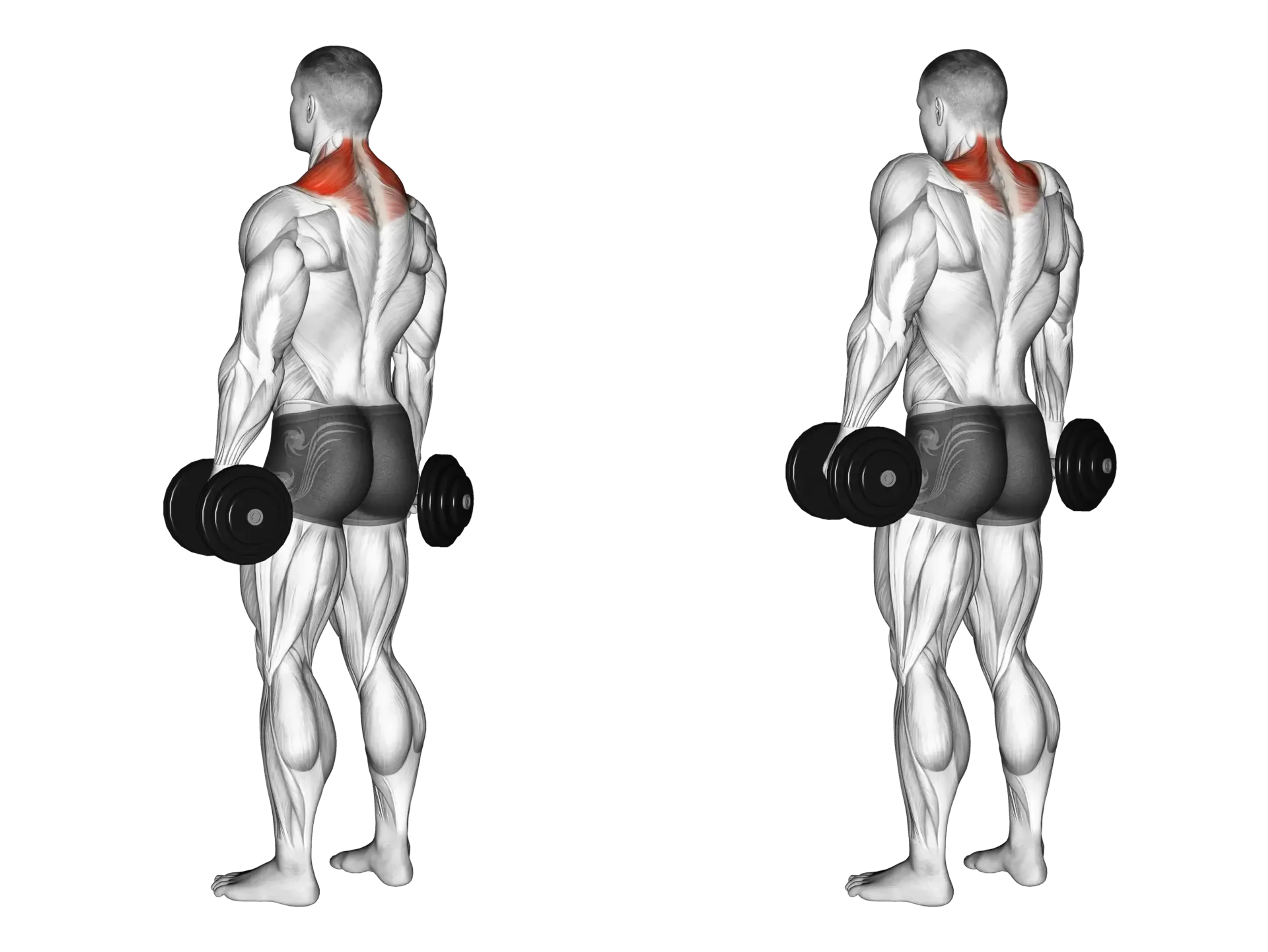 Dumbbell Shrug